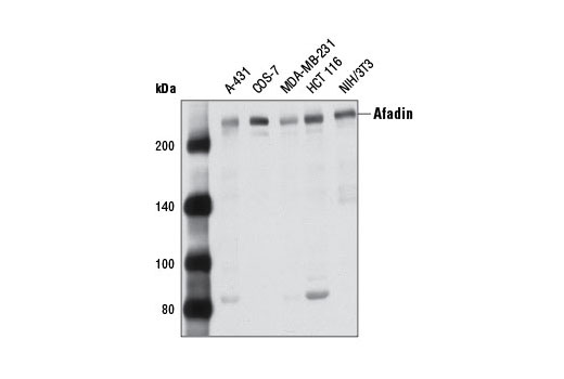 Western blot analysis of extracts from various cell lines using Afadin Antibody.