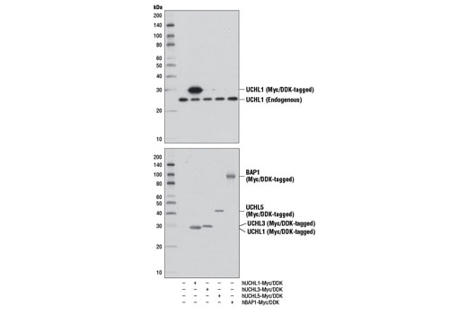Western blot analysis of extracts from 293T cells, mock transfected (-) or transfected with constructs expressing Myc/DDK-tagged full-length human UCHL1 (hUCHL1-Myc/DDK; +), Myc/DDK-tagged full-length human UCHL3 (hUCHL3-Myc/DDK; +), Myc/DDK-tagged full-length human UCHL5 (hUCHL5-Myc/DDK; +), and Myc/DDK-tagged full-length human BAP1 (hBAP1-Myc/DDK; +), using UCHL1 (D8R2Y) Rabbit mAb (upper) or DYKDDDDK Tag Antibody #2368 (lower).