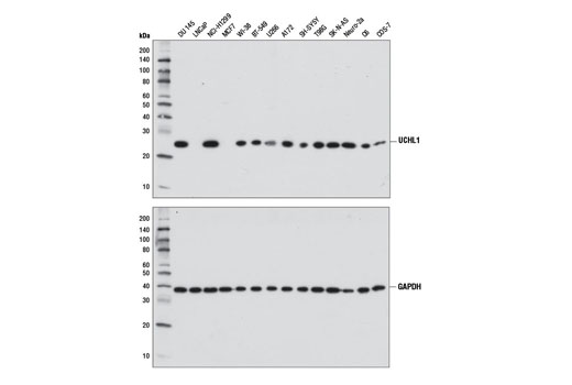 Western blot analysis of extracts from various cell lines using UCHL1 (D8R2Y) Rabbit mAb (upper) or GAPDH (D16H11) XP® Rabbit mAb #5174 (lower).