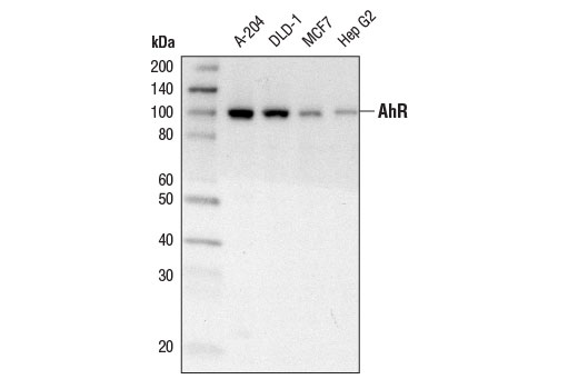 Western blot analysis of extracts from various cell lines using AhR Antibody.