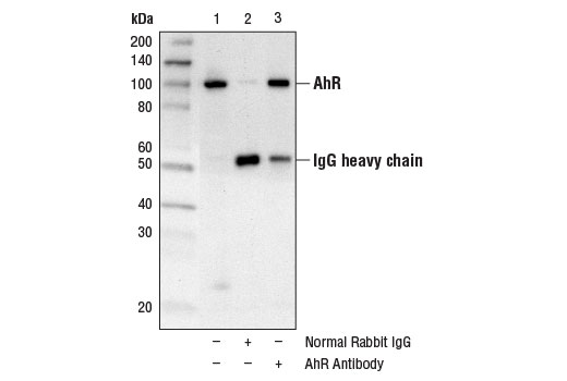  Immunoprecipitation of AhR from A204 cell extracts using Normal Rabbit IgG #2729 (lane 2) or AhR Antibody (lane 3). Lane 1 is 10% input. Western blot analysis was performed using AhR Antibody.