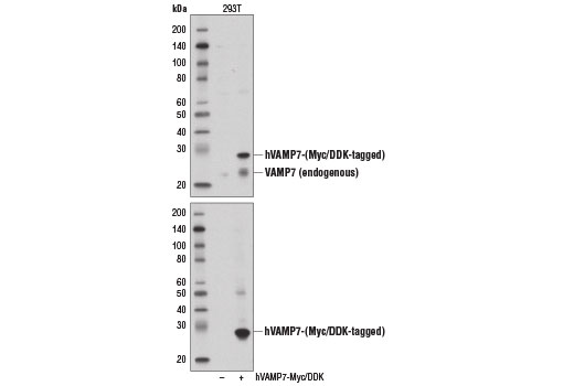Western blot analysis of extracts from 293T cells, mock transfected (-) or transfected with a construct expressing Myc/DDK-tagged full-length human VAMP7 protein (hVAMP7-Myc/DDK; +), using VAMP7 Antibody (upper) or Myc-Tag (71D10) Rabbit mAb #2278 (lower).