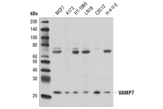 Western blot analysis of extracts from various cell lines using VAMP7 Antibody.