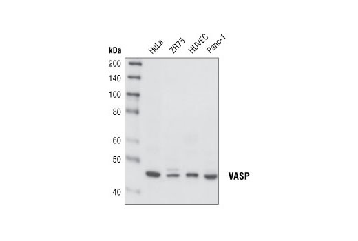 Western blot analysis of extracts from various cell types, using VASP (A290) Antibody.