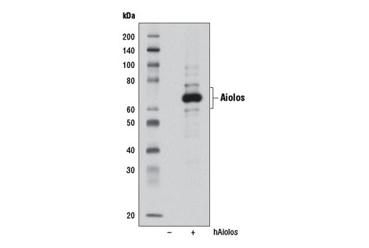  Western blot analysis of extracts from 293T cells, mock transfected (-) or transfected with a construct expressing full-length human Aiolos (hAiolos; +), using Aiolos Antibody.