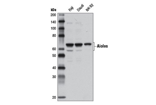 Western blot analysis of extracts from Raji, Daudi, and NK-92 cells using Aiolos Antibody.