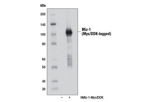 Western blot analysis of extracts from 293T cells, mock transfected (-) or transfected with a construct expressing Myc/DDK-tagged full-length human Miz-1 (hMiz-1-Myc/DDK; +), using Miz-1 Antibody.