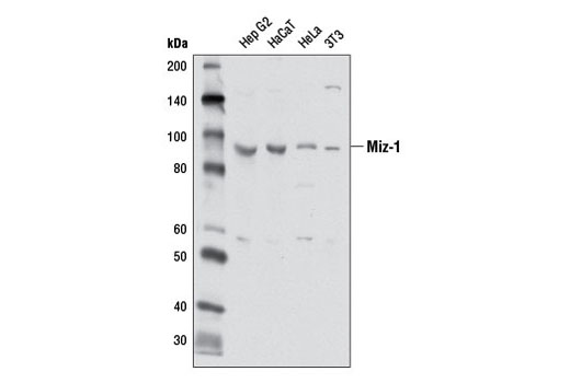 Western blot analysis of extracts from various cell lines using Miz-1 Antibody.