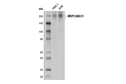 Western blot analysis of extracts from PANC-1 and A549 cells using MRP1/ABCC1 Antibody