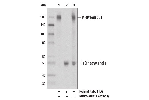 Immunoprecipitation of MRP1/ABCC1 protein from PANC-1 cell extracts using Normal Rabbit IgG #2729 (lane 2) or MRP1/ABCC1 Antibody (lane 3). Lane 1 is 10% input. Western blot analysis was performed using MRP1/ABCC1 Antibody.