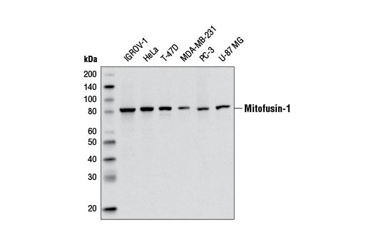Western blot analysis of extracts from various cell lines using Mitofusin-1 Antibody.