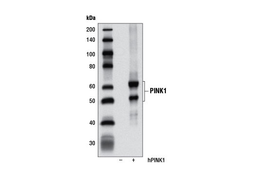 Western blot analysis of extracts from COS-7 cells mock transfected (-) or transfected with human PINK1 (+) using PINK1 (N4/15.11) Mouse mAb.