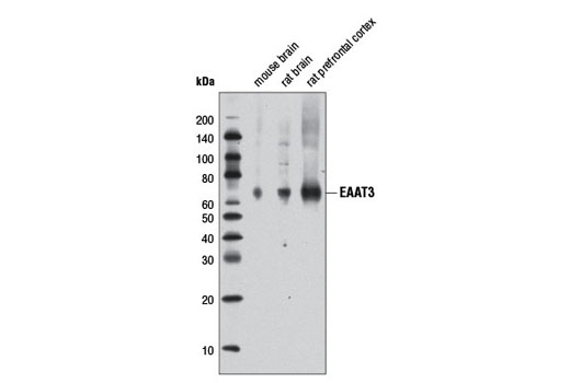 Western blot analysis of extracts from mouse brain, rat brain, and rat prefrontal cortex using EAAT3 Antibody.