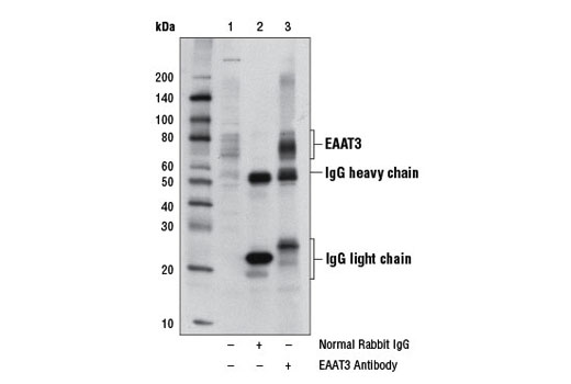 Immunoprecipitation of EAAT3 from HeLa cell extracts, using Normal Rabbit IgG #2729 (lane 2) or EAAT3 Antibody (lane 3). Lane 1 is 10% input. Western blot analysis was performed using EAAT3 Antibody.