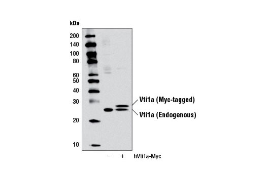 Western blot analysis of extracts from 293T cells, mock transfected (-) or transfected with a construct expressing Myc-tagged full-length human Vti1a (hVti1a-Myc; +) , using Vti1a Antibody.