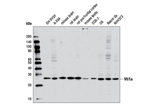 Western blot analysis of extracts from various cell lines and tissues using Vti1a Antibody.