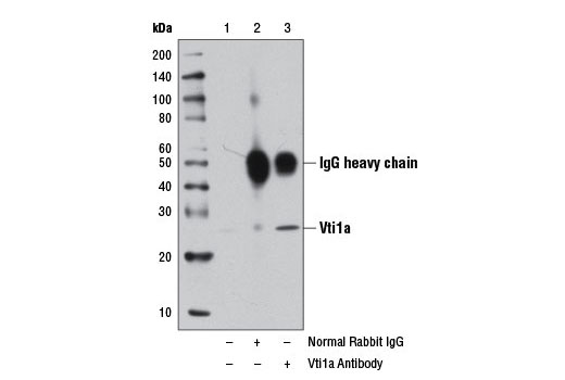 Immunoprecipitation of Vti1a from 293T cell extracts, using Normal Rabbit IgG #2729 (lane 2) or Vti1a Antibody (lane 3). Lane 1 is 10% input. Western blot analysis was performed using Vti1a Antibody.