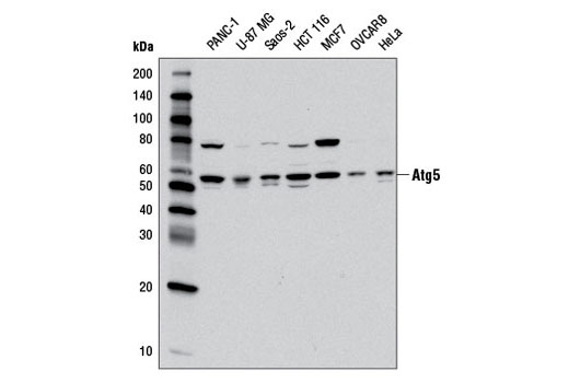 Western blot analysis of extracts from various cell lines using Atg5 (D6M7Q) Rabbit mAb.