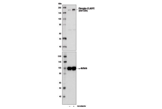 Western blot analysis of HeLa cell extracts, untreated (-) or synchronized in mitosis with Nocodazole #2190 (100 ng/ml, 18 hr; +), using Phospho-CLASP2 (Ser1234) Antibody (upper) and α-Actinin (D6F6) XP® Rabbit mAb #6487 (lower).
