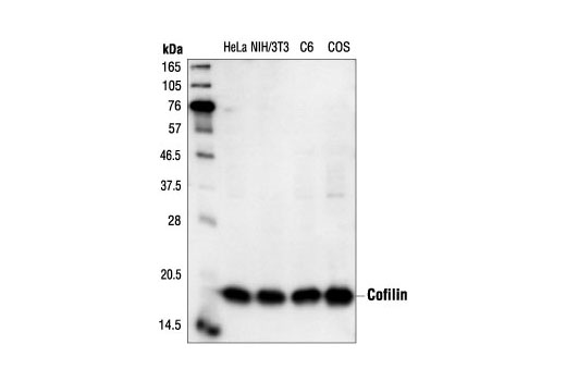 Western blot analysis of extracts from HeLa, NIH/3T3, C6 and COS cells, using Cofilin Antibody.