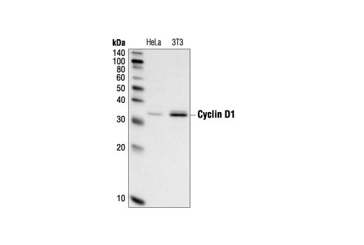 Western blot analysis of extracts from HeLa and NIH/3T3 cells, using Cyclin D1 (DCS) Mouse mAb.