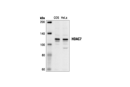 Western blot analysis of various cell lysates, using Histone Deacetylase 7 (HDAC7) Antibody.