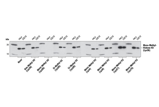 Western blot analysis of extracts from HeLa and C2C12 cells using Mono-Methyl Histone H3 (Lys36) Antibody alone or pre-adsorbed with 1.5 μM of the indicated competitor peptides. Only the mono-methyl histone H3 (Lys36) peptide competed away binding of the antibody.