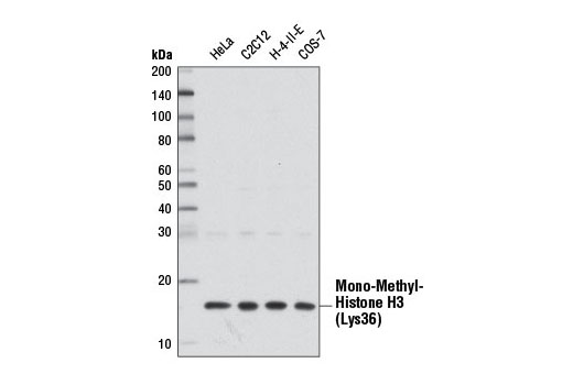 Western blot analysis of extracts from various cell lines using Mono-Methyl-Histone H3 (Lys36) Antibody.