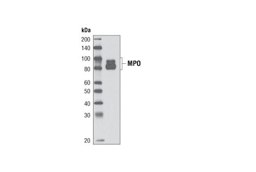 Western blot analysis of recombinant MPO (50 ng) using Myeloperoxidase (L607) Antibody.