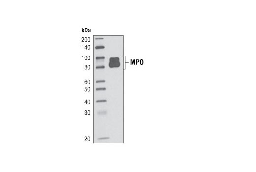 Western blot analysis of recombinant MPO (50 ng) using Myeloperoxidase (P733) Antibody.