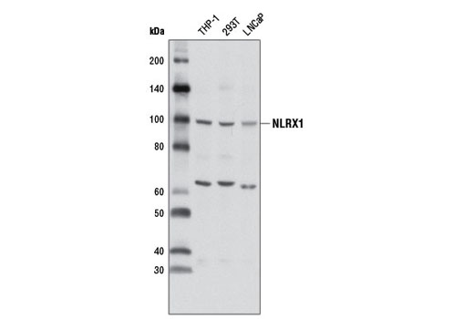 Western blot analysis of extracts from various cell lines using NLRX1 Antibody.