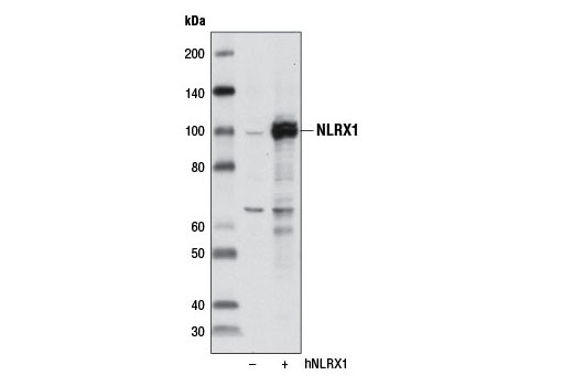 Western blot analysis of extracts from 293T cells, mock transfected (-) or transfected with a cDNA construct expressing full-length human NLRX1 (hNLRX1; +), using NLRX1 Antibody.