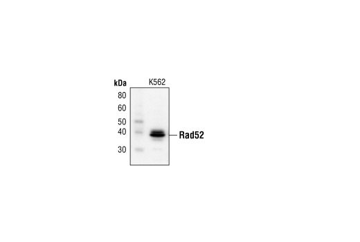 Western blot analysis of extracts from K562 cells, using Rad52 Antibody.