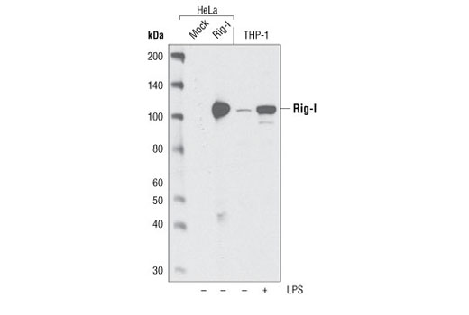 Western blot analysis of extracts from HeLa cells, mock transfected or transfected with Rig-I, and from differentiated THP-1 cells, untreated or treated with LPS, using Rig-I Antibody.