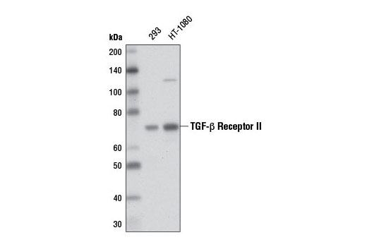 Western blot analysis of extracts from 293 and HT-1080 cells using TGF-β Receptor II (D3A1) Rabbit mAb.