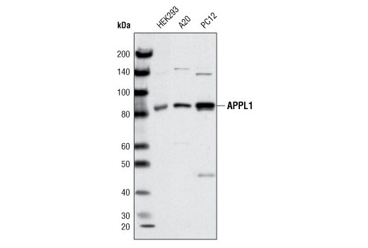 Western blot analysis of extracts from HEK293, A20 and PC12 cells using APPL1 Antibody.