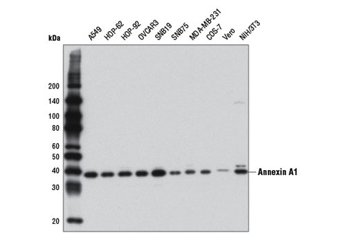 Western blot analysis of extracts from various cell lines using Annexin A1 (D16A10) Rabbit mAb.