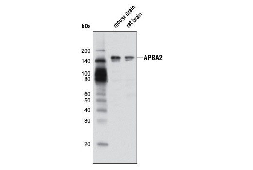 Western blot analysis of extracts from mouse and rat brain using APBA2 Antibody.
