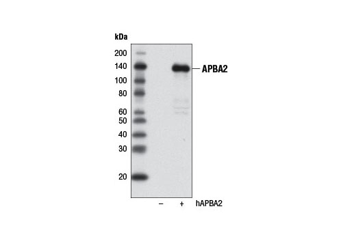Western blot analysis of extracts from 293T cells, mock transfected (-) or transfected with human APBA2 (hAPBA2, +), using APBA2 Antibody.