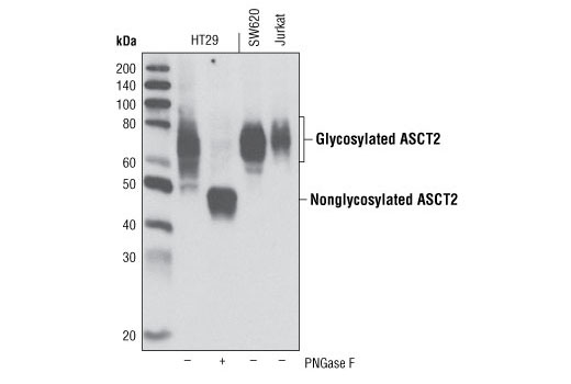 Western blot analysis of extracts from HT-29 cells, untreated or treated with peptide N-glycosidase F (PNGase F), and untreated SW620 and Jurkat cells using ASCT2 (G11) Antibody.