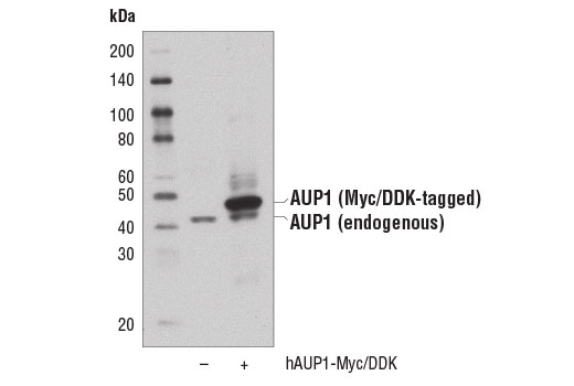  Western blot analysis of extracts from 293T cells, mock transfected (-) or transfected with a construct expressing Myc/DDK-tagged full-length human AUP1 protein, short isoform (hAUP1-Myc/DDK; +), using AUP1 Antibody.