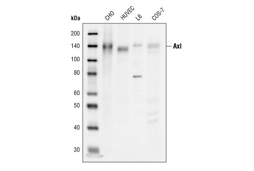 Western blot analysis of extracts from various cell lines, using Axl Antibody.