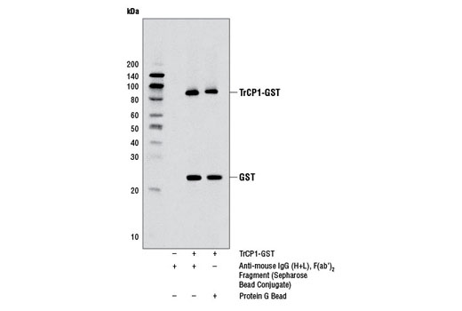 Immunoprecipitation of COS-7 cell extracts, untransfected or transfected with a construct overexpressing TrCP1-GST using GST (26H1) Mouse mAb #2624. Extracts were incubated with either Anti-Mouse IgG (H+L), F(ab') 2 Fragment (Sepharose ® Bead Conjugate) (lane 1 and 2) or Protein G Beads (lane 3). The western blot was probed using GST (91G1) Rabbit mAb #2625.