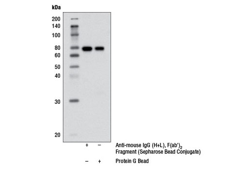 Immunoprecipitation of NIH/3T3 cell extracts using Akt (pan)(40D4) Mouse mAb #2920. Extracts were incubated with either Anti-Mouse IgG (H+L), F(ab') 2 Fragment (Sepharose ® Bead Conjugate) (lane 1) or Protein G Beads (lane 2). The western blot was probed using Akt (pan) (C67E7) Rabbit mAb #4691.