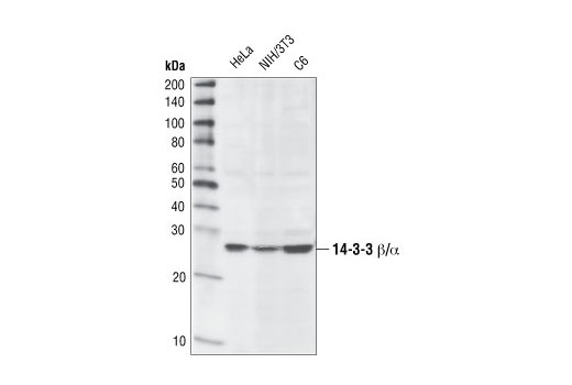 Western blot analysis of extracts from HeLa, NIH/3T3, and C6 cells using 14-3-3 β/α Antibody.