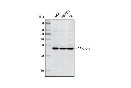 Western blot analysis of extracts from HeLa, NIH/3T3, and C6 cells using 14-3-3 τ Antibody.