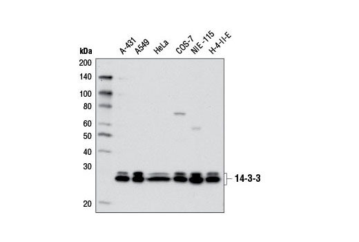 Western blot analysis of extracts from various cell lines using 14-3-3 (pan) Antibody.