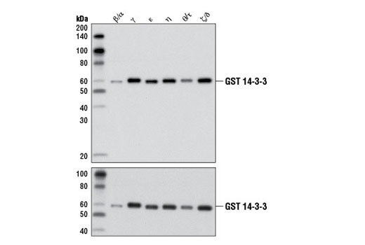 Western blot analysis of purified, recombinant, GST-tagged 14-3-3 isoforms using 14-3-3 (pan) Antibody (upper) or GST (91G1) Rabbit mAb #2635, (lower) demonstrating isoform cross-reactivity.