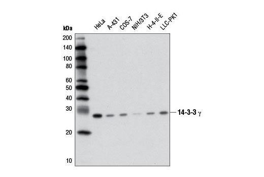 Western blot analysis of extracts from various cell lines using 14-3-3 γ (D15B7) Rabbit mAb.