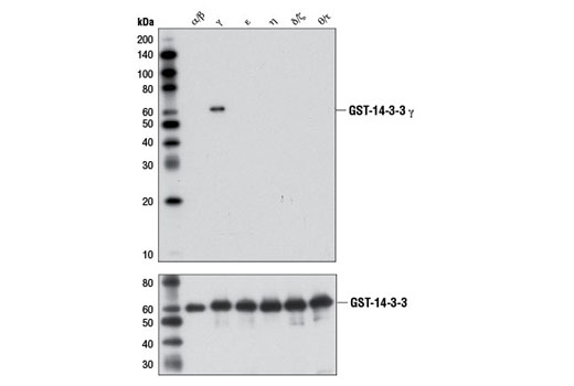 Isoform specificity of 14-3-3γ (D15B7) Rabbit mAb. Recombinant, purified, GST-tagged 14-3-3 protein isofoms (2 µg each)were resolved by SDS-PAGE, transferred to nitrocellulose and blotted with either 14-3-3 γ (D15B7) Rabbit mAb (upper) or GST (91G1) Rabbit mAb #2625 (lower).
